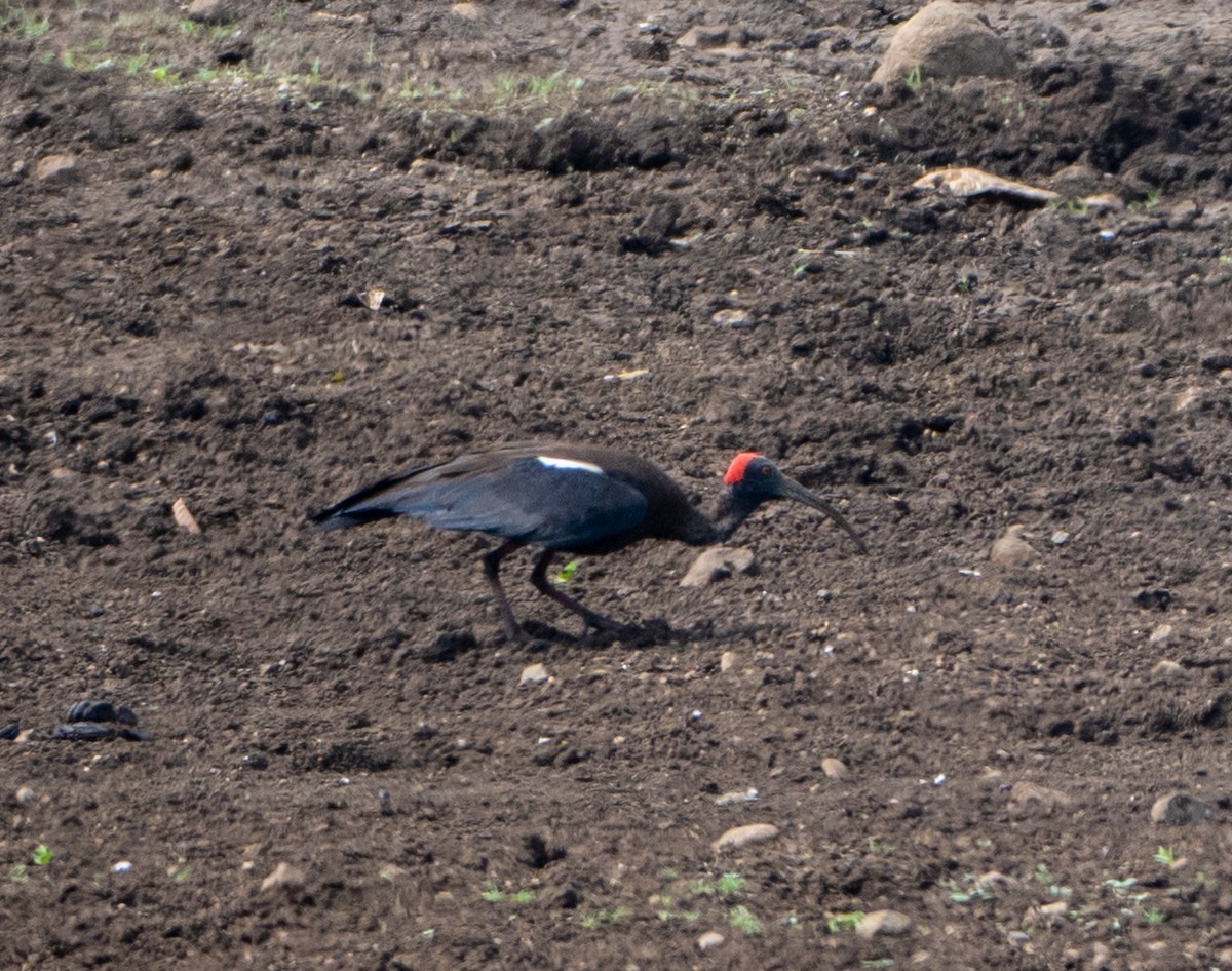 Red-naped Ibis - ML619663159