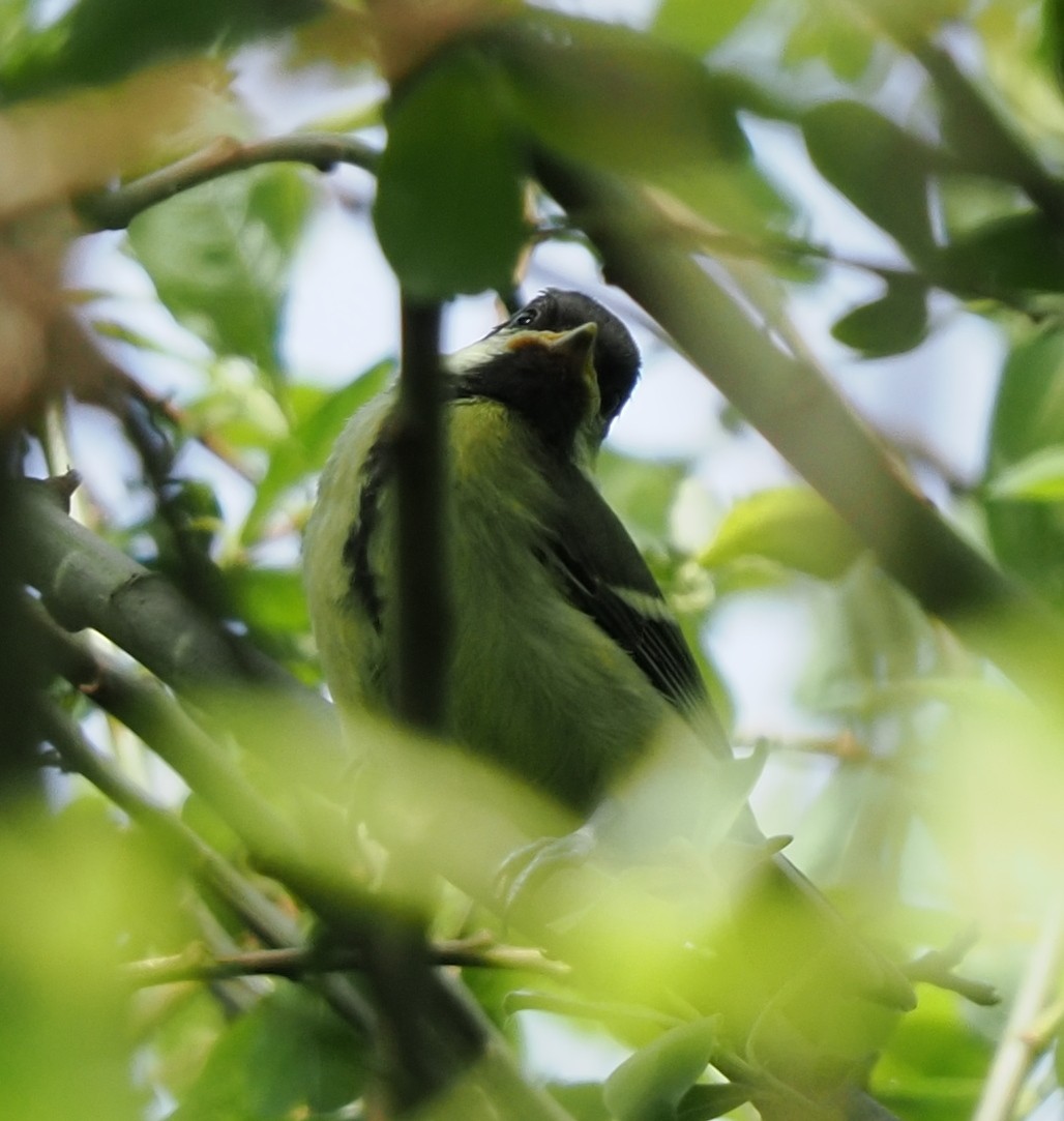 Great Tit - ML619663160