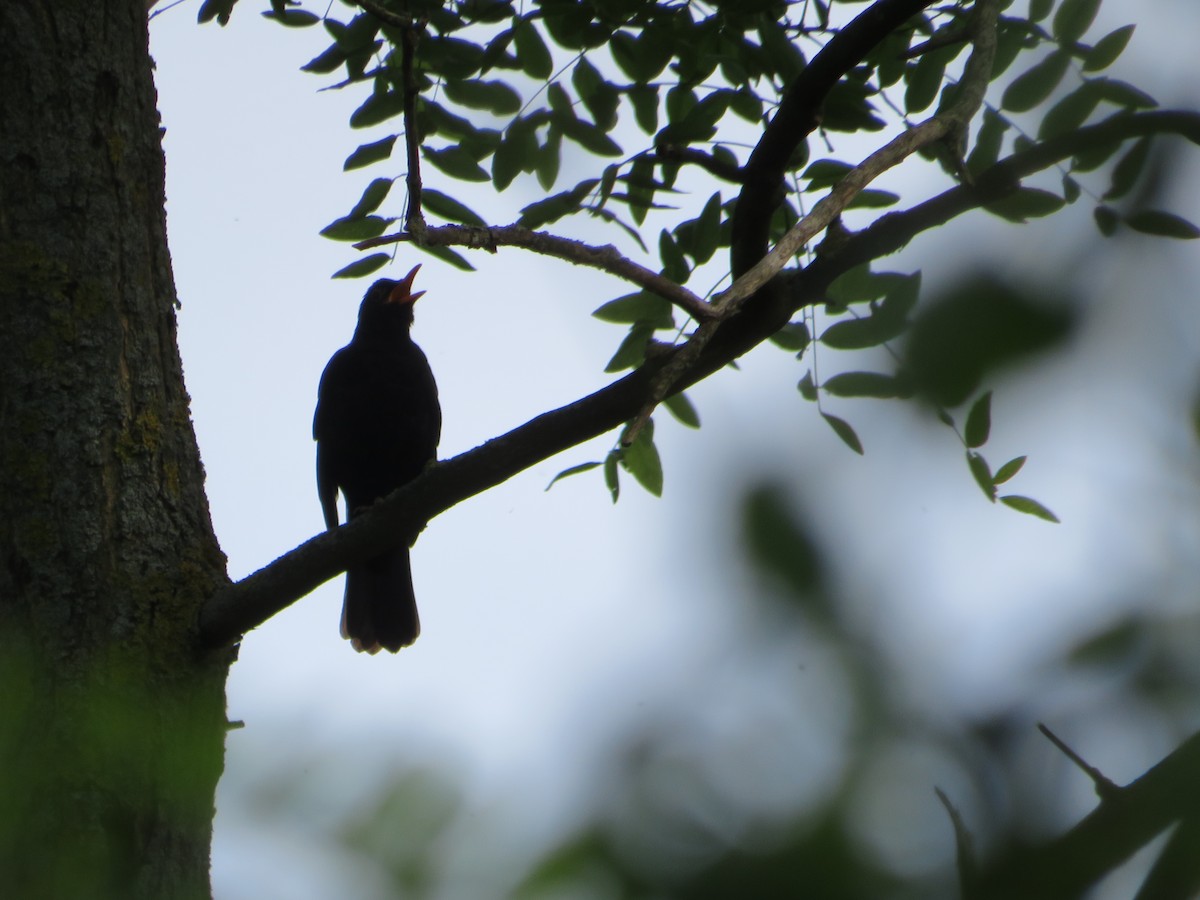 Eurasian Blackbird - MIloš Racković