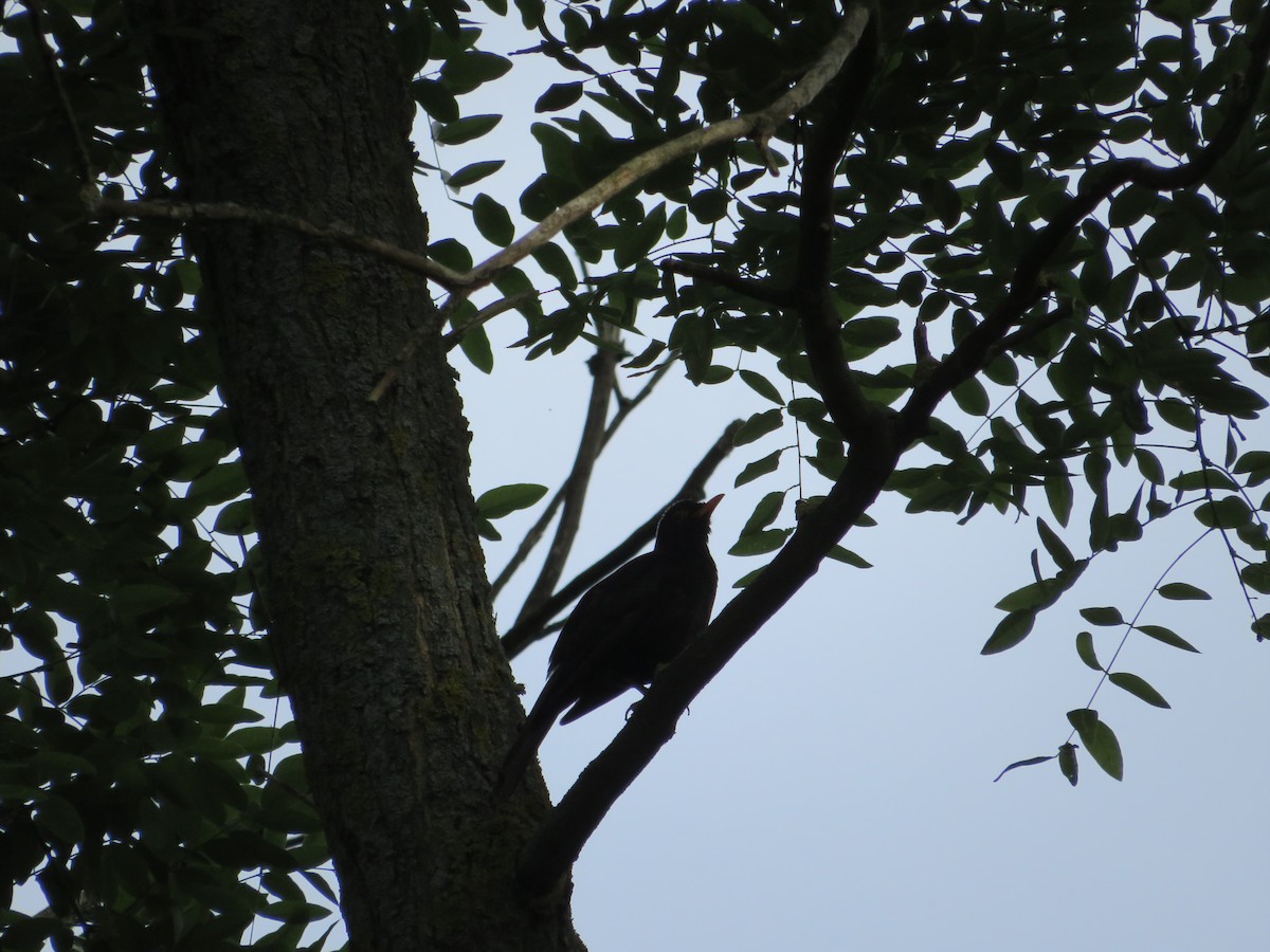 Eurasian Blackbird - MIloš Racković