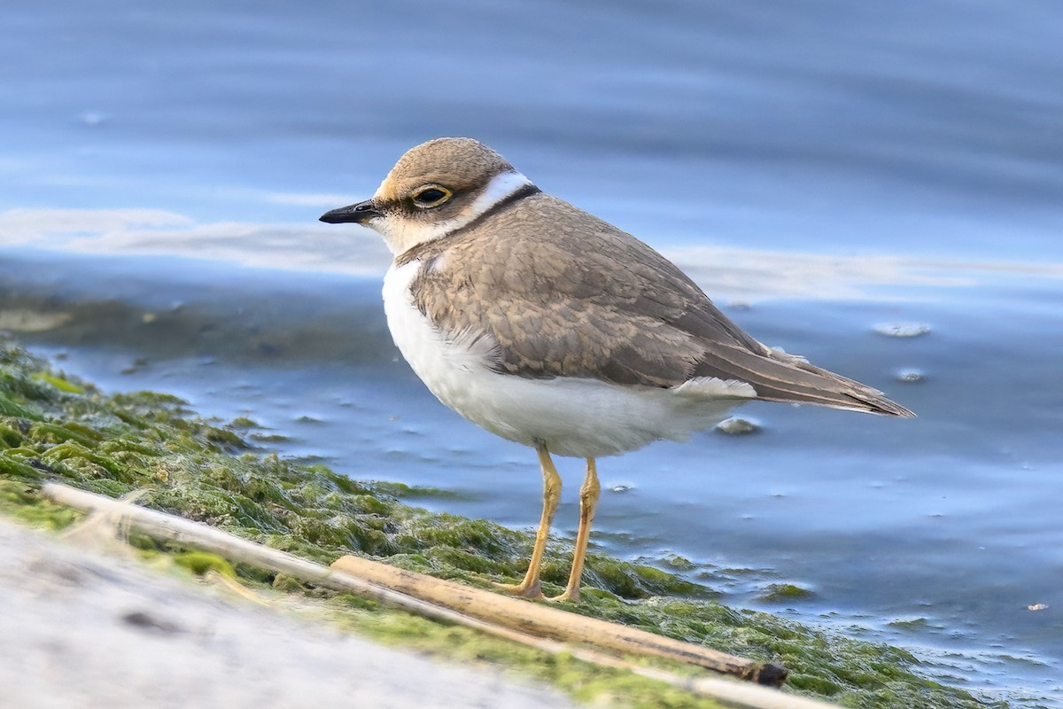 Common Ringed Plover - Valery Treitsiak