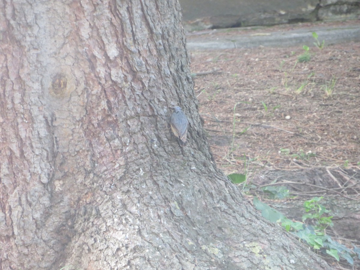 Eurasian Nuthatch - MIloš Racković