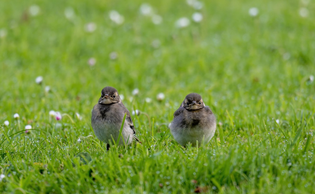 White Wagtail - Tracey Jolliffe