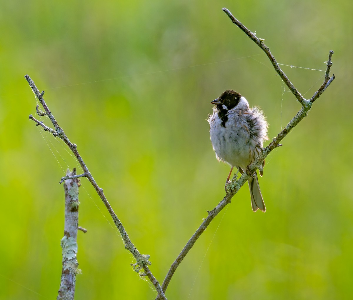 Reed Bunting - Tracey Jolliffe