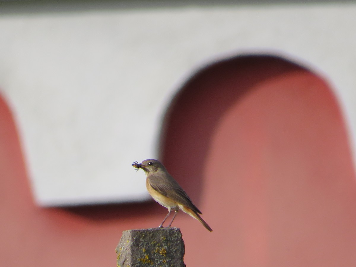 Common Redstart - MIloš Racković