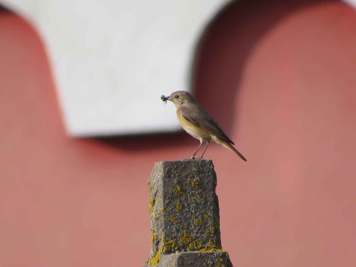 Common Redstart - MIloš Racković