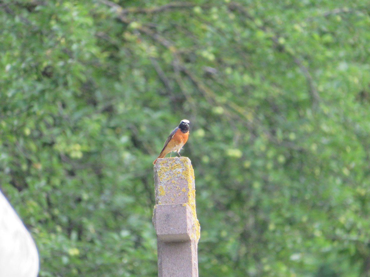 Common Redstart - MIloš Racković