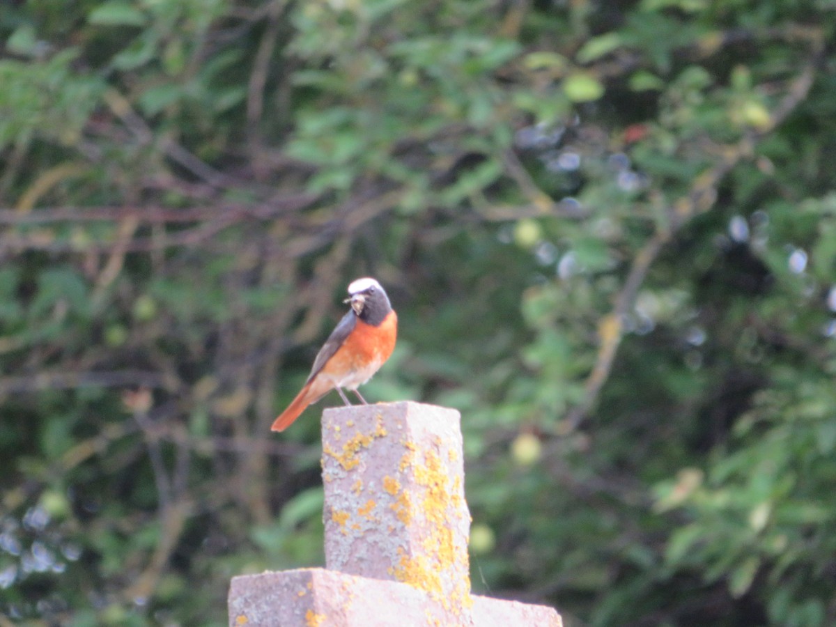 Common Redstart - MIloš Racković