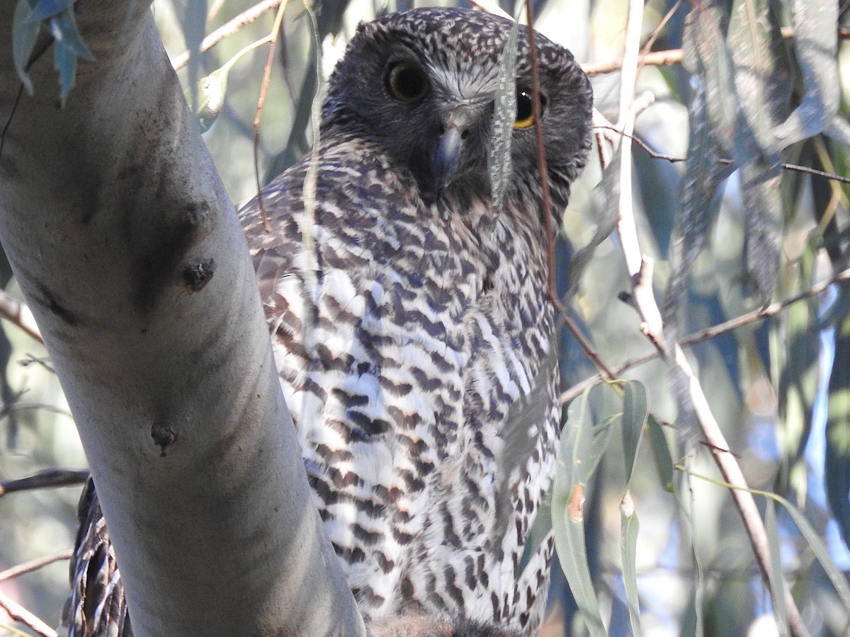 Powerful Owl - Bridget Allan