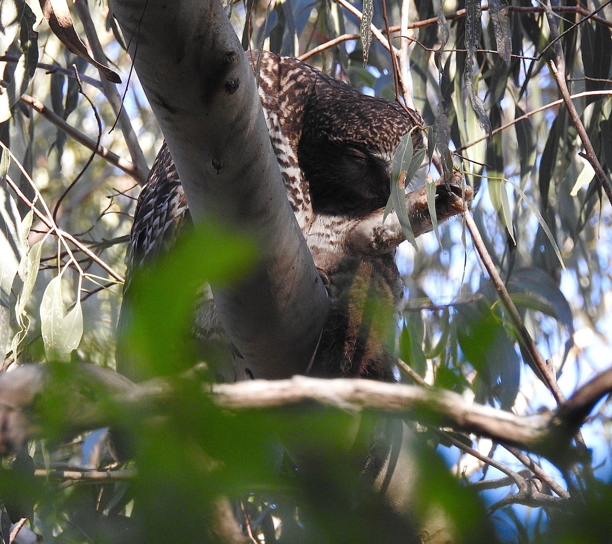 Powerful Owl - Bridget Allan