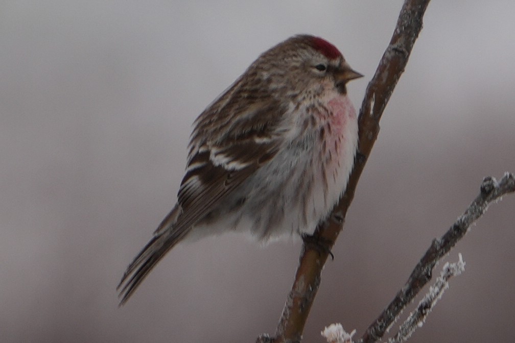 Common Redpoll - Emily Mackevicius