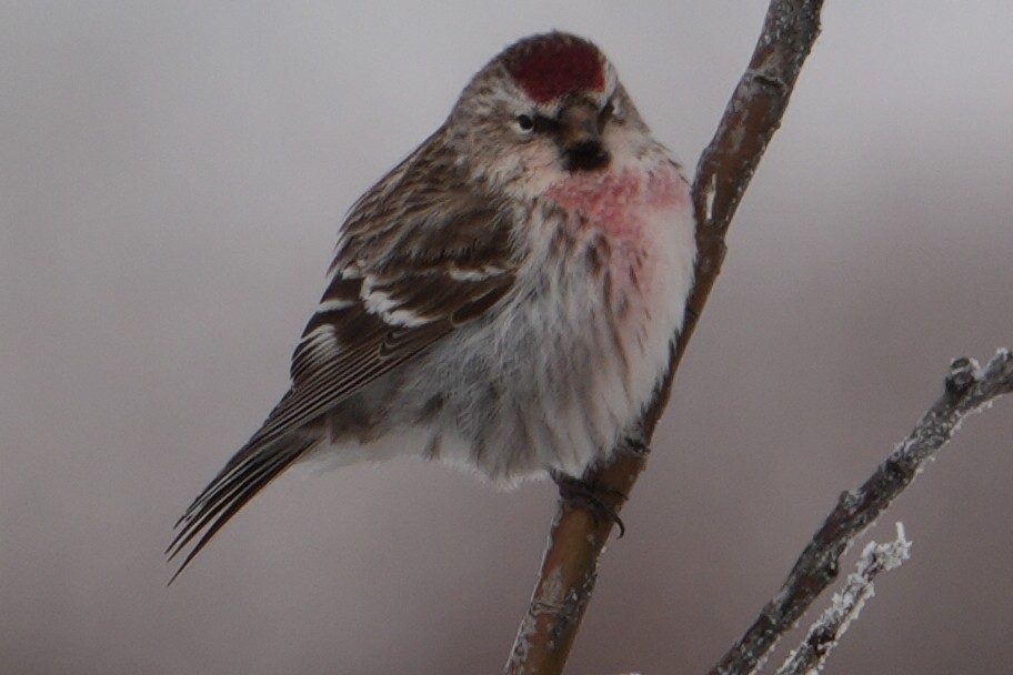 Common Redpoll - Emily Mackevicius