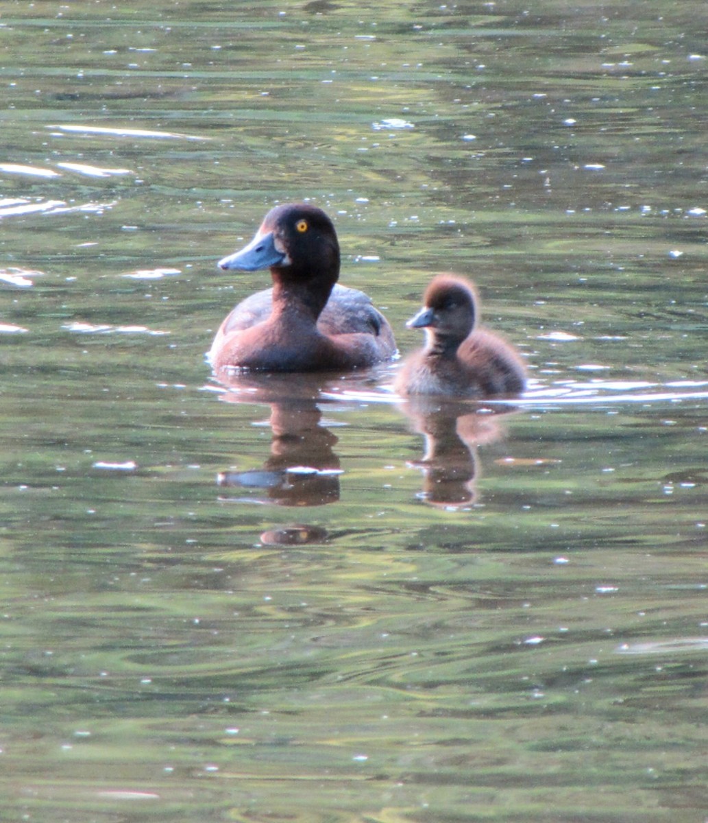 Tufted Duck - Peter Milinets-Raby