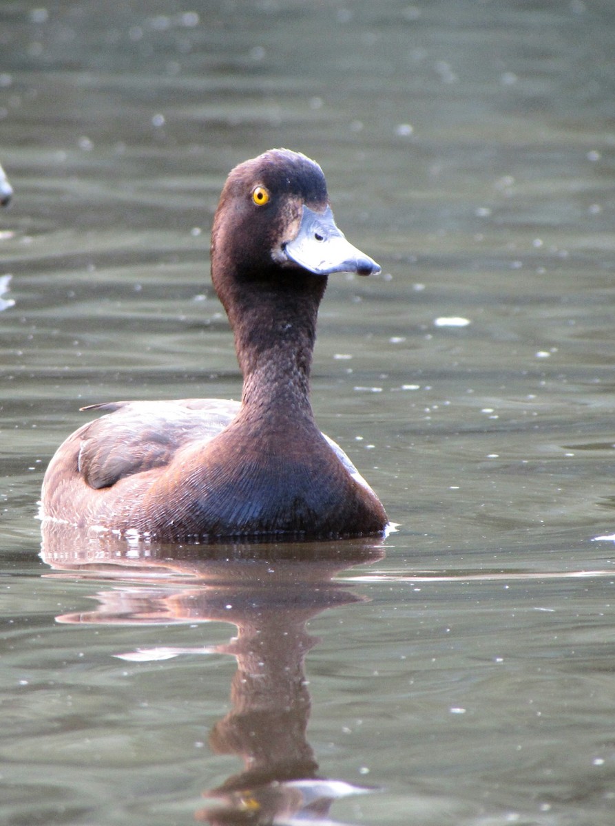 Tufted Duck - Peter Milinets-Raby