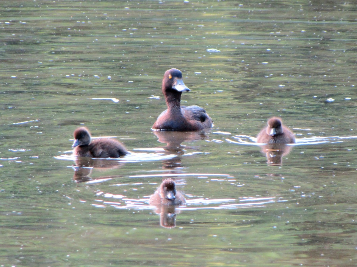 Tufted Duck - Peter Milinets-Raby