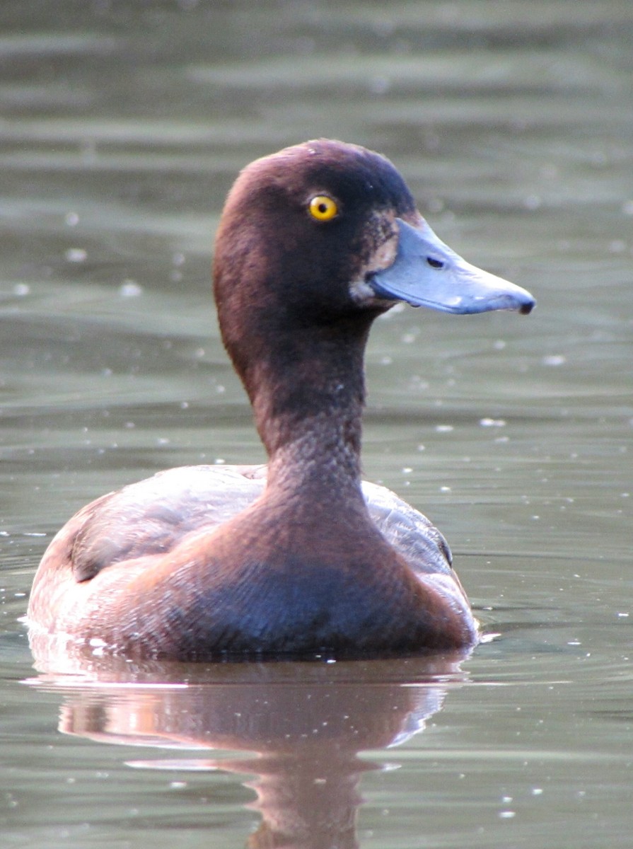 Tufted Duck - Peter Milinets-Raby