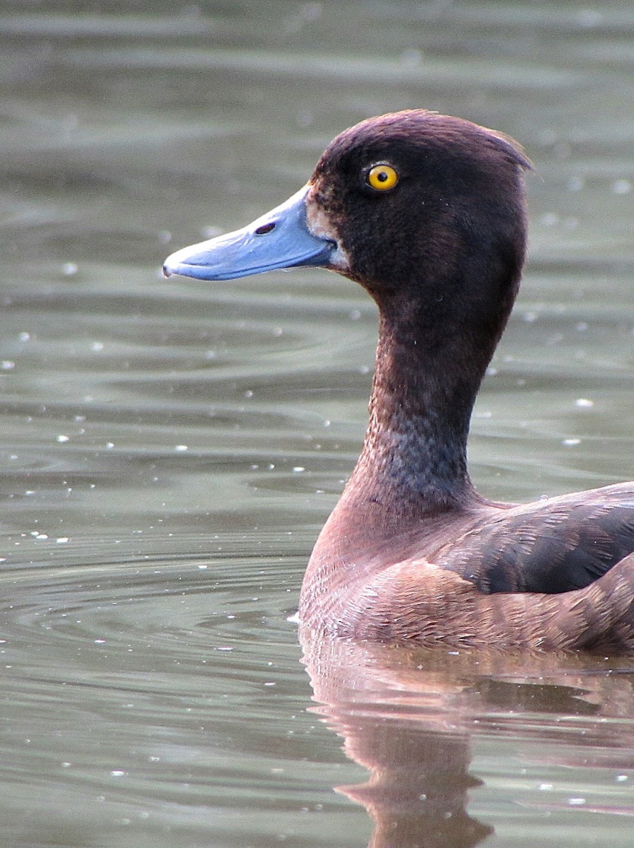 Tufted Duck - Peter Milinets-Raby