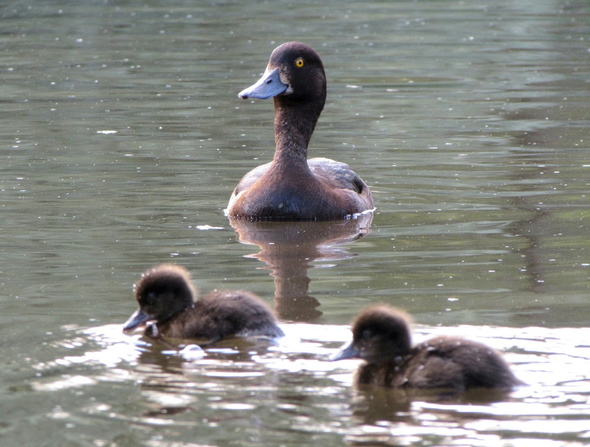 Tufted Duck - Peter Milinets-Raby