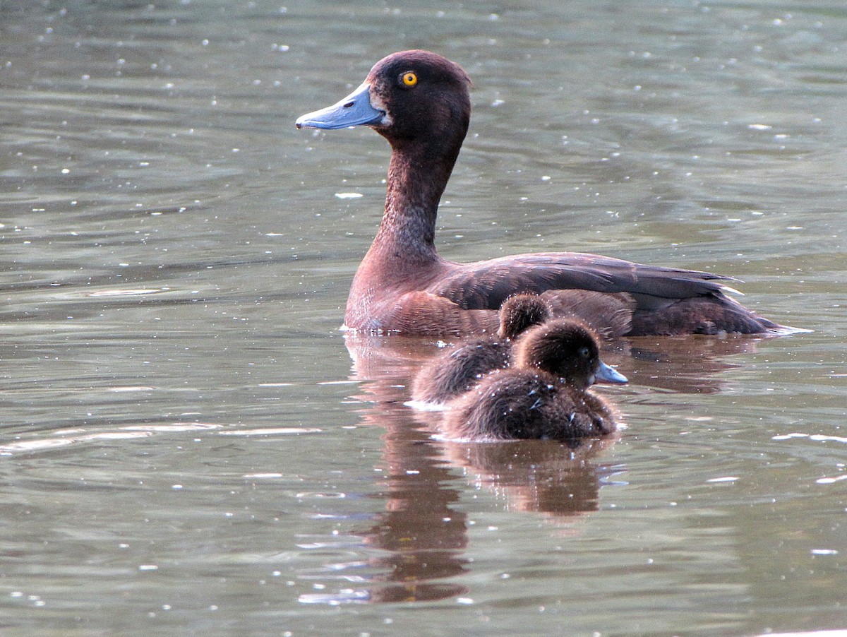 Tufted Duck - Peter Milinets-Raby