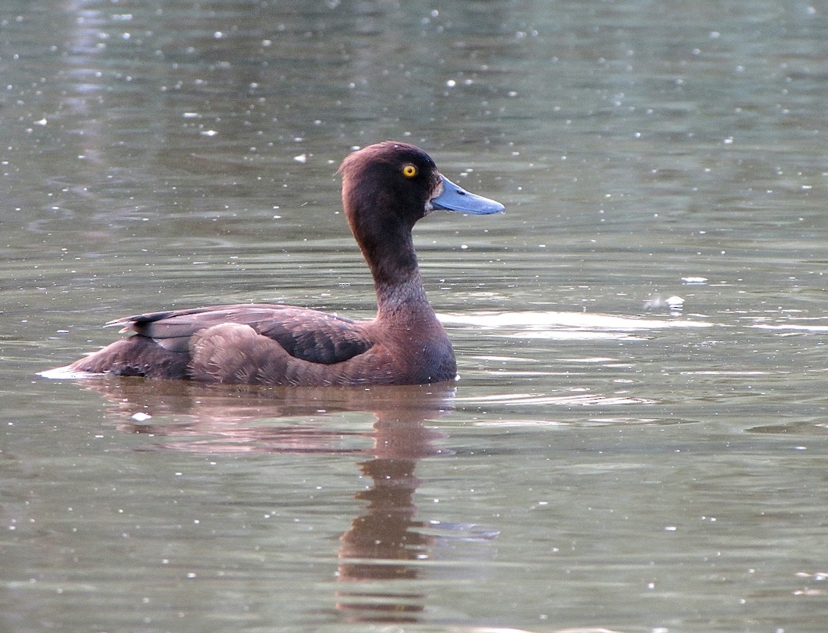 Tufted Duck - Peter Milinets-Raby