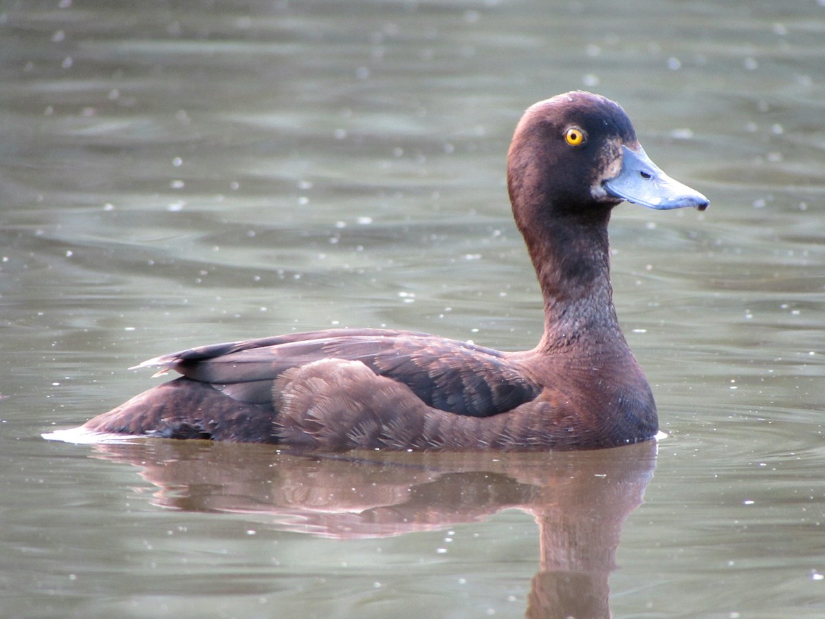 Tufted Duck - Peter Milinets-Raby