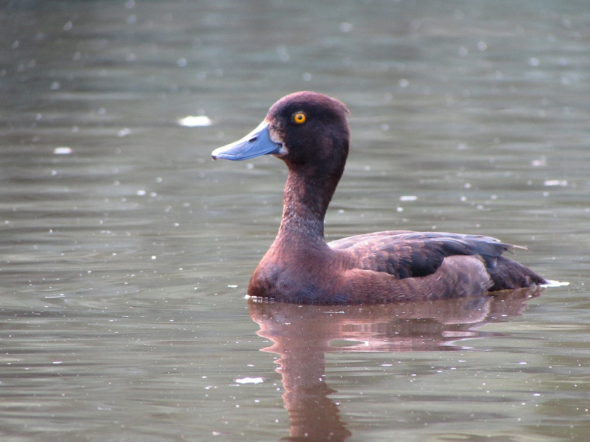 Tufted Duck - Peter Milinets-Raby