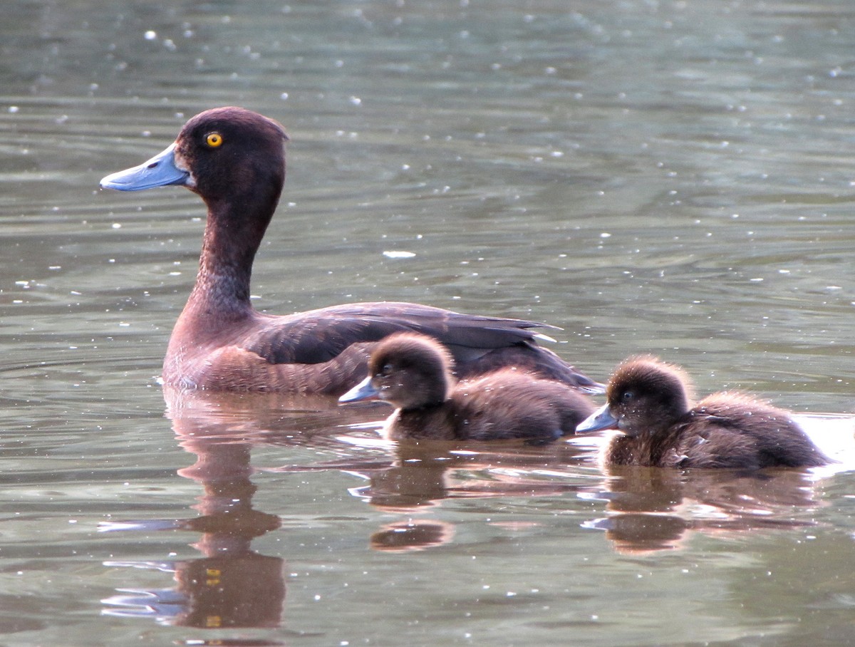 Tufted Duck - Peter Milinets-Raby