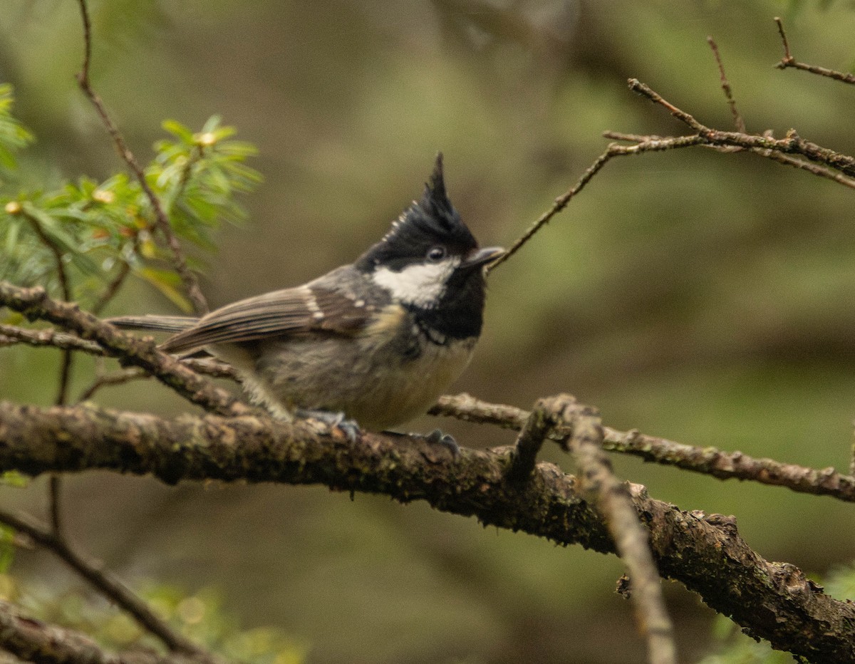 Coal Tit - Garret Skead