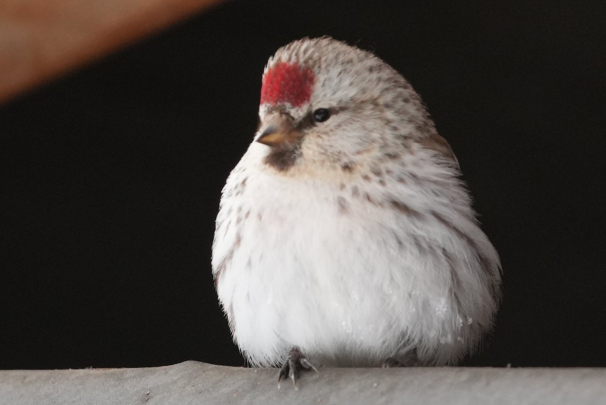 Hoary Redpoll - Emily Mackevicius