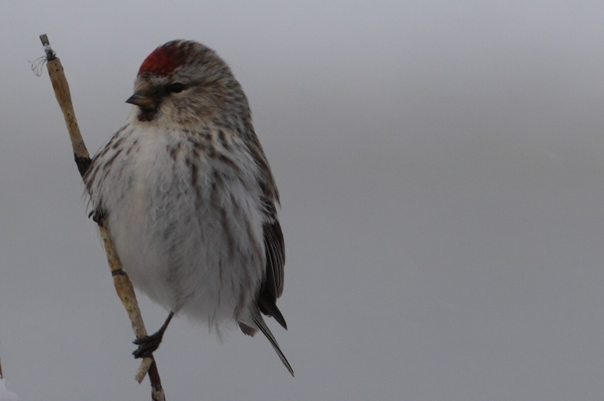 Hoary Redpoll - ML619663236