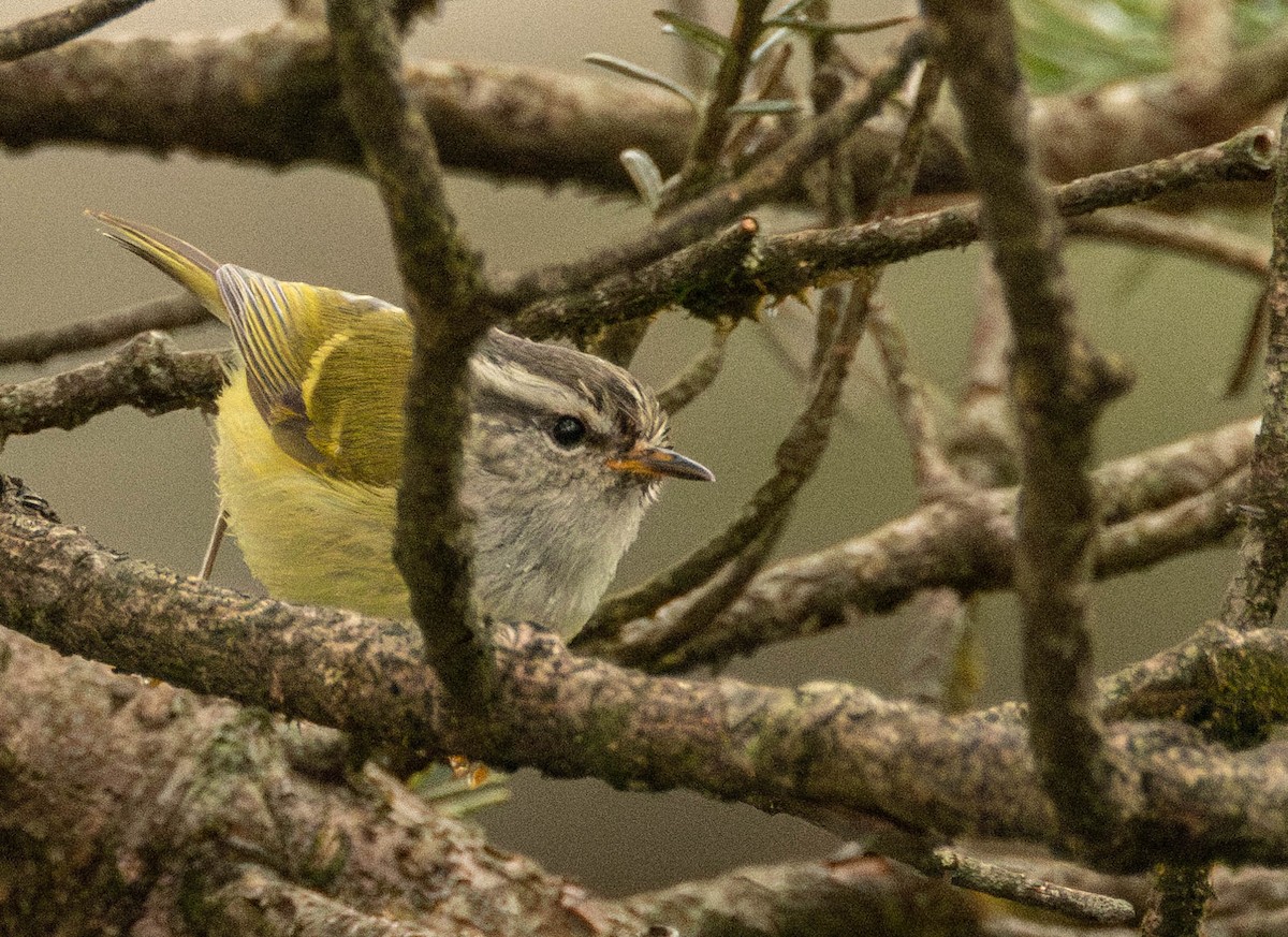 Ashy-throated Warbler - ML619663237