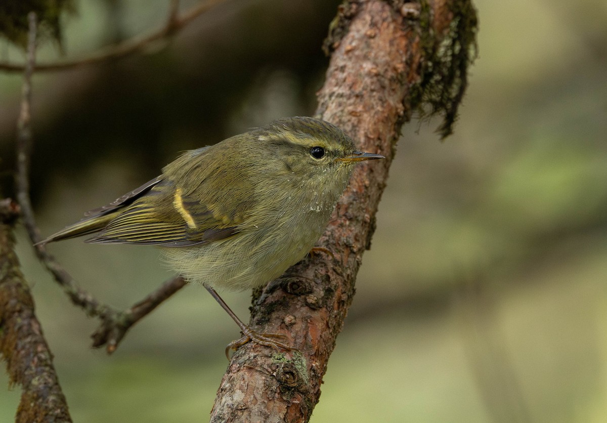 Buff-barred Warbler - ML619663238