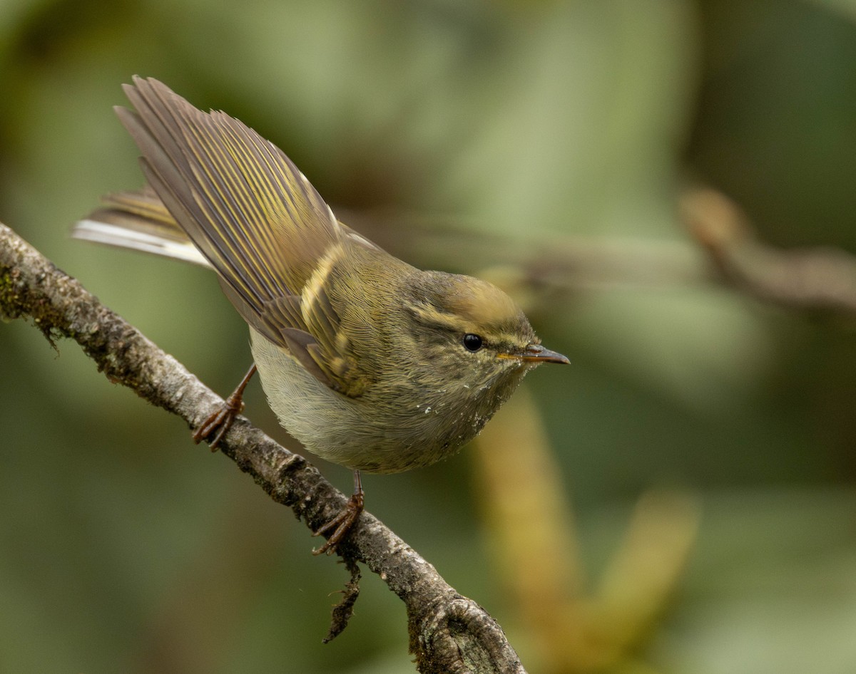 Buff-barred Warbler - ML619663239