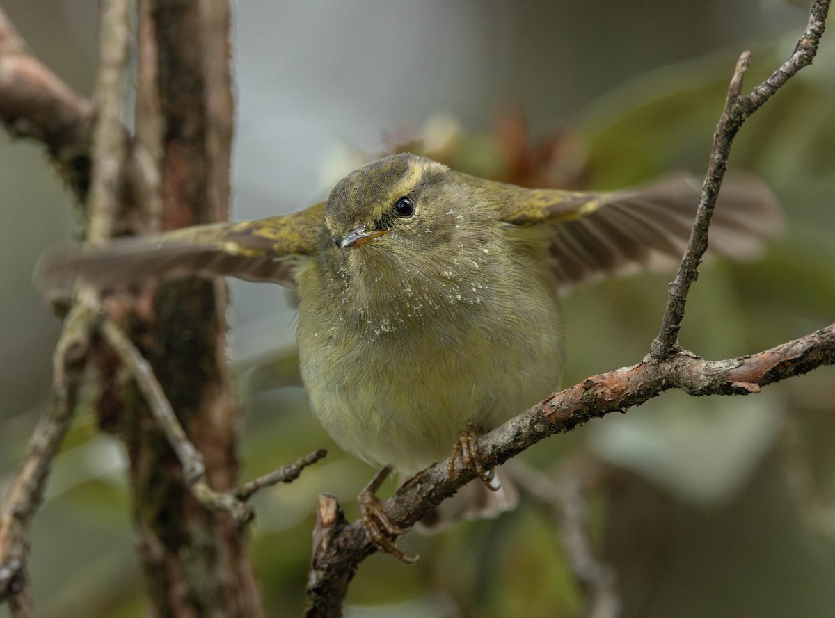 Buff-barred Warbler - ML619663240