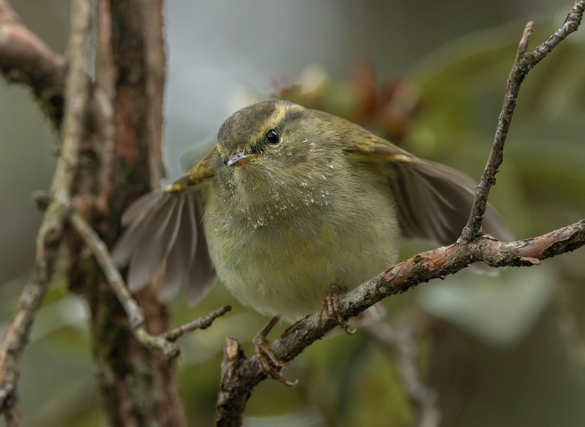 Buff-barred Warbler - ML619663241