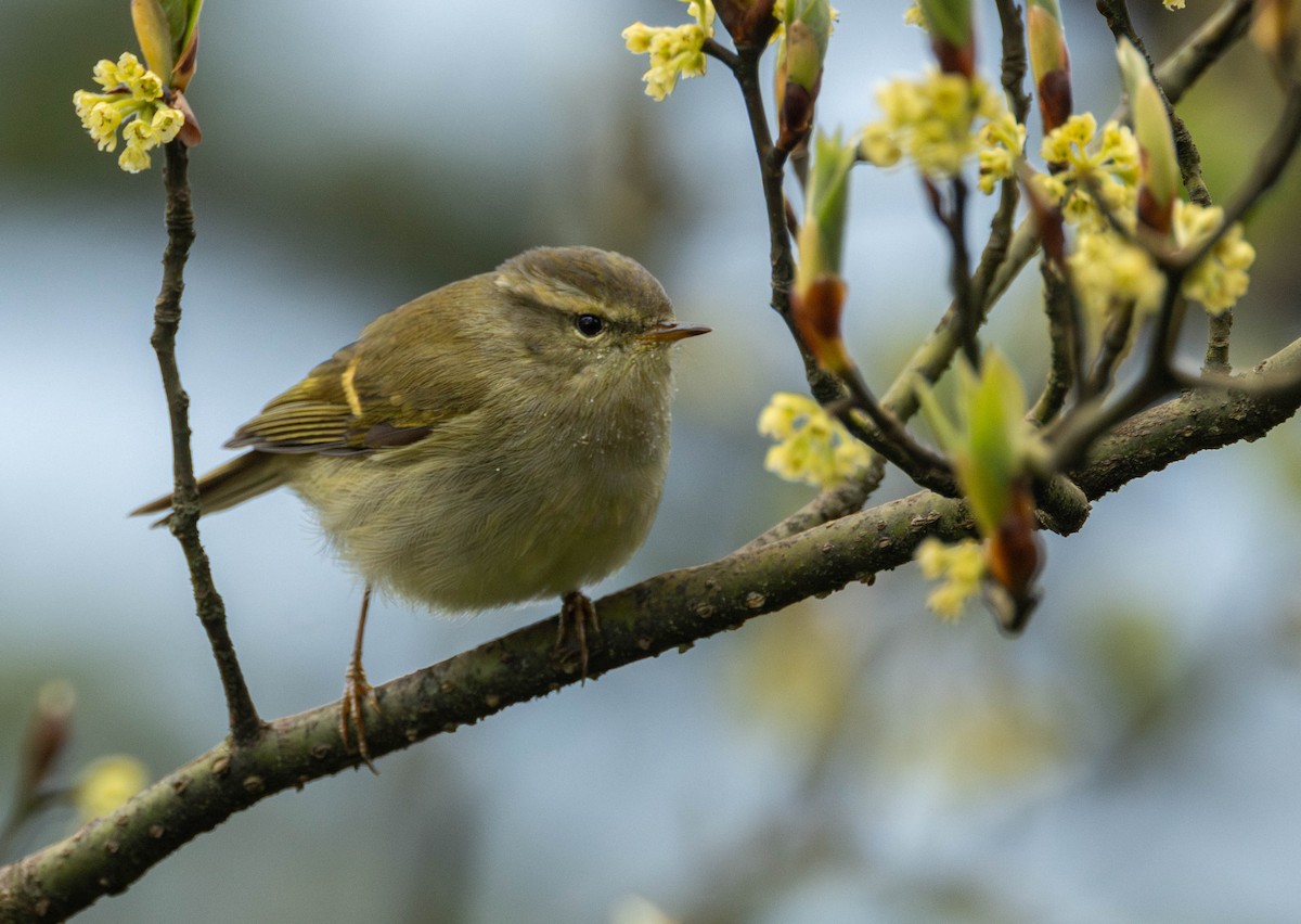 Buff-barred Warbler - ML619663242