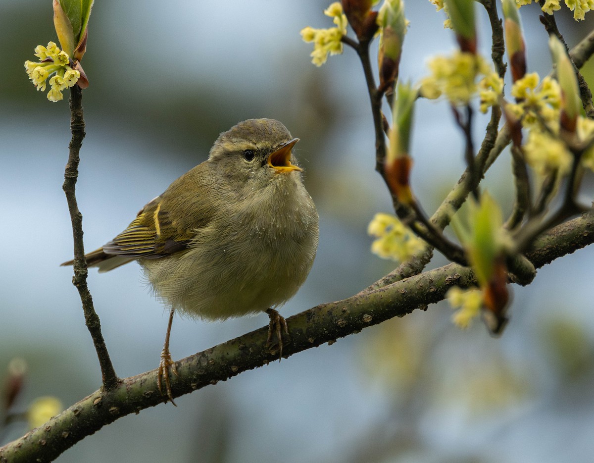 Buff-barred Warbler - Garret Skead