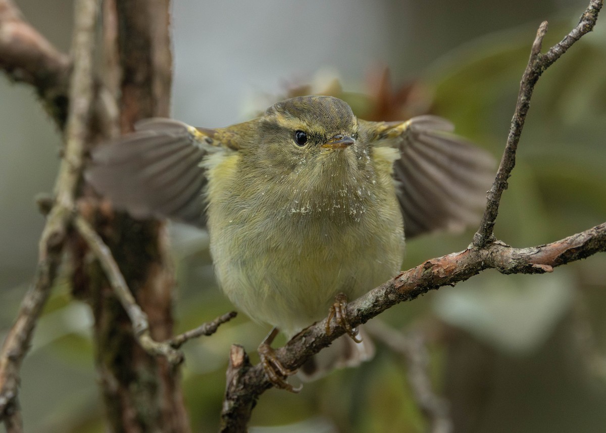 Buff-barred Warbler - ML619663245