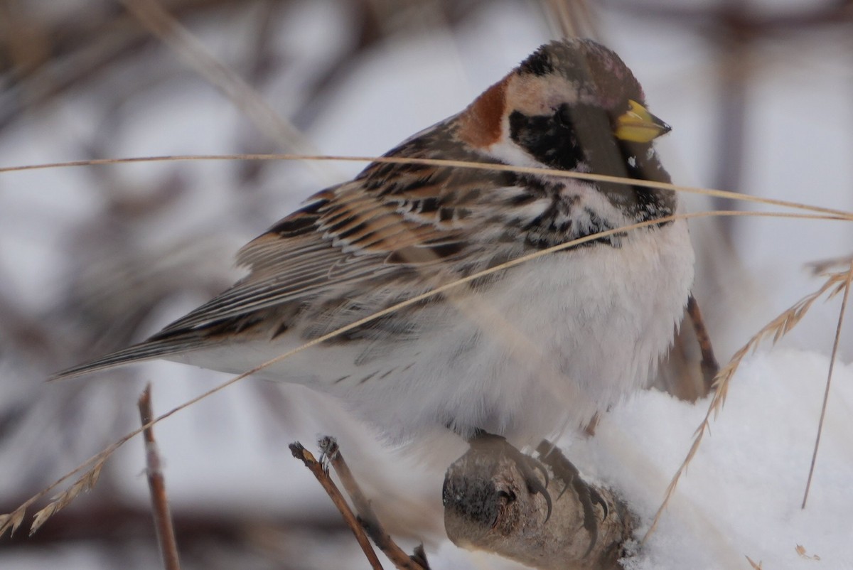 Lapland Longspur - ML619663257