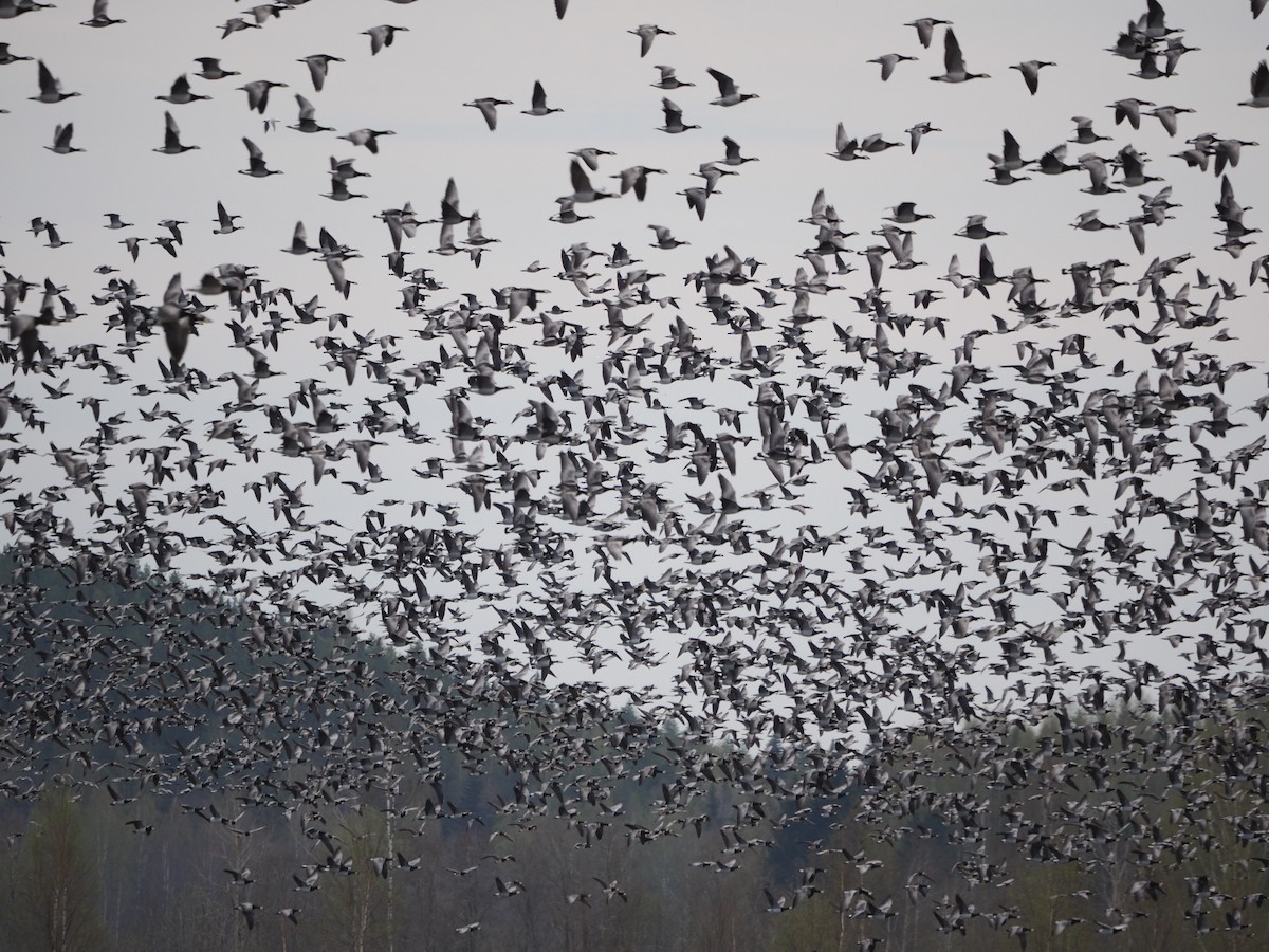 Barnacle Goose - Richard Kaskan