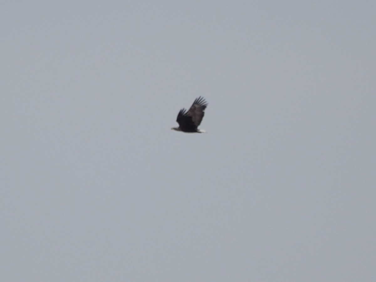 White-tailed Eagle - Richard Kaskan