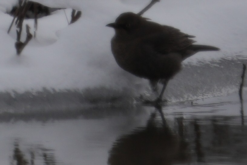 Rusty Blackbird - ML619663264