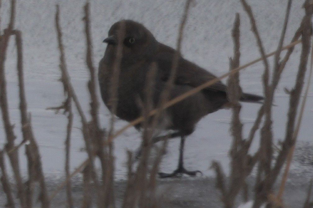 Rusty Blackbird - ML619663265