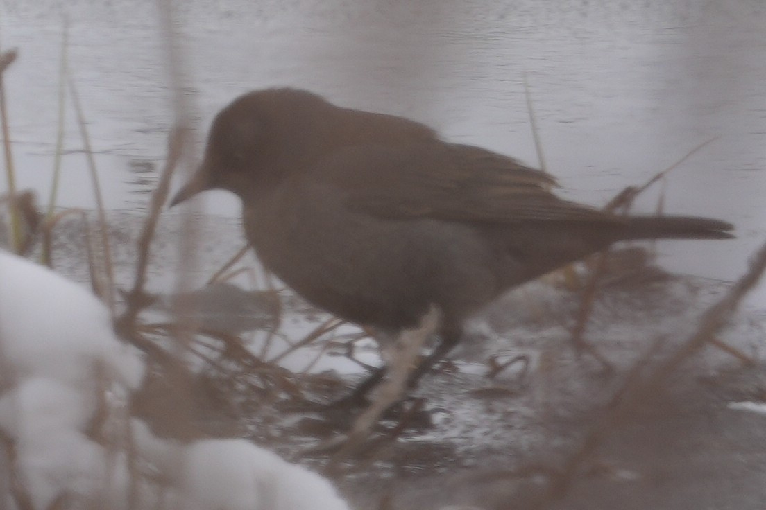 Rusty Blackbird - ML619663266