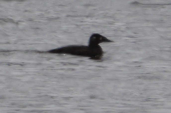 Surf Scoter - ML619663278