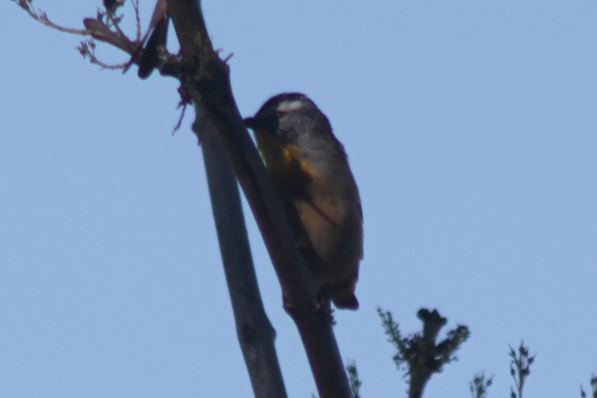 Spotted Pardalote - NICOLINO DALFONSO