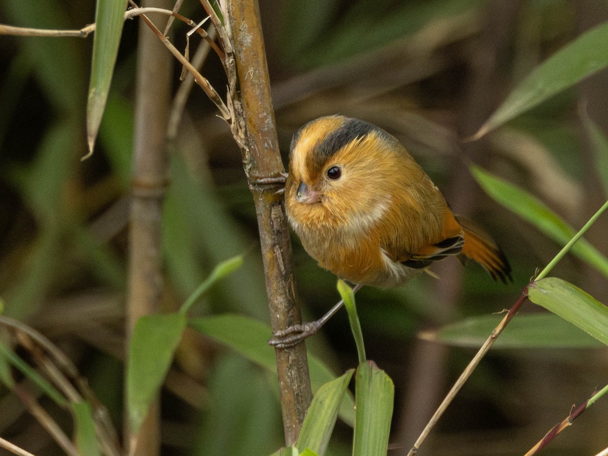 Paradoxornis à front fauve - ML619663281