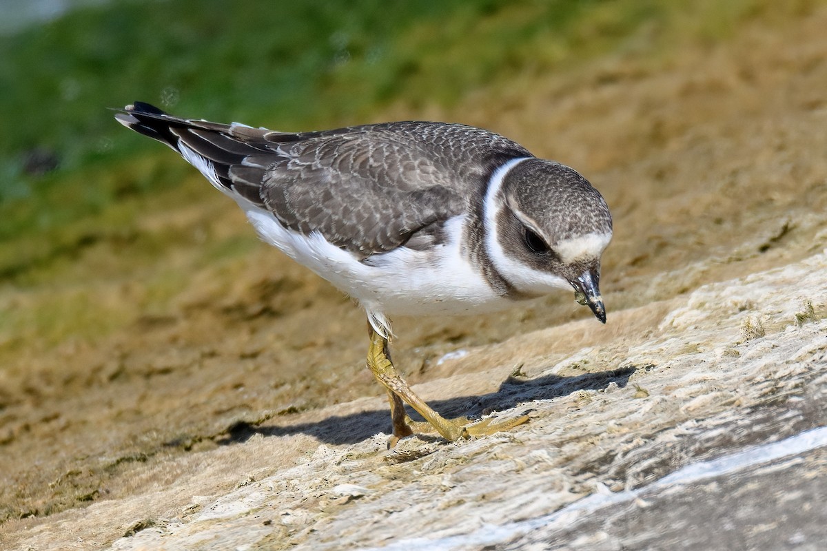 Common Ringed Plover - Valery Treitsiak