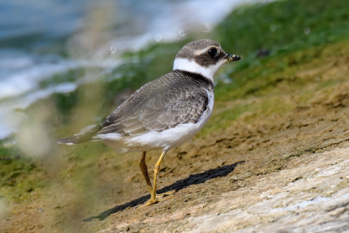 Common Ringed Plover - Valery Treitsiak