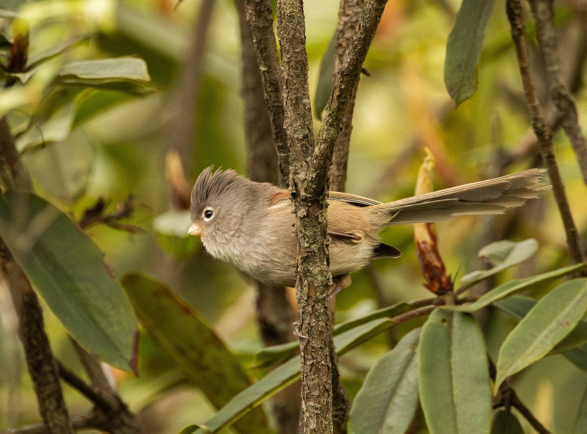 Gray-hooded Parrotbill - ML619663287